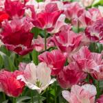 Bulbes à fleurs à planter à l'automne - Tulipe Triomphe Hemisphere (x8) - face recto